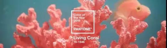 2019潘通流行色公布——温暖珊瑚橘