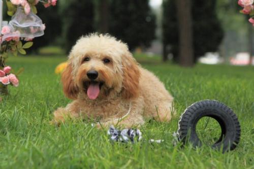 北京鑫城宠物养殖中心